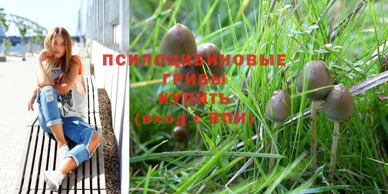 сколько стоит  Кизел  Псилоцибиновые грибы Psilocybine cubensis 